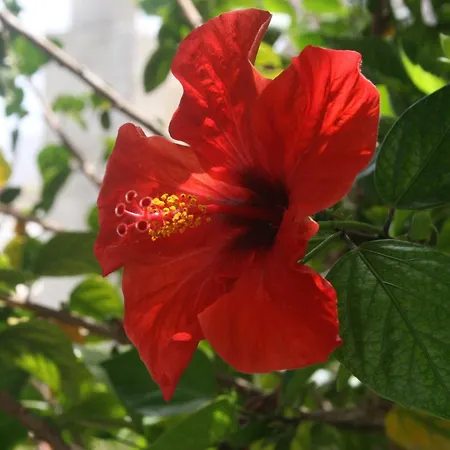 酒店 Tesoriero 帕纳雷阿